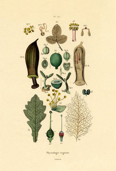 Plantas, 1833-39 de French School